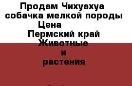 Продам Чихуахуа, собачка мелкой породы  › Цена ­ 10 000 - Пермский край Животные и растения » Собаки   